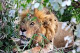 TANZANIA - Serengeti National Park - Leone maschio - 02